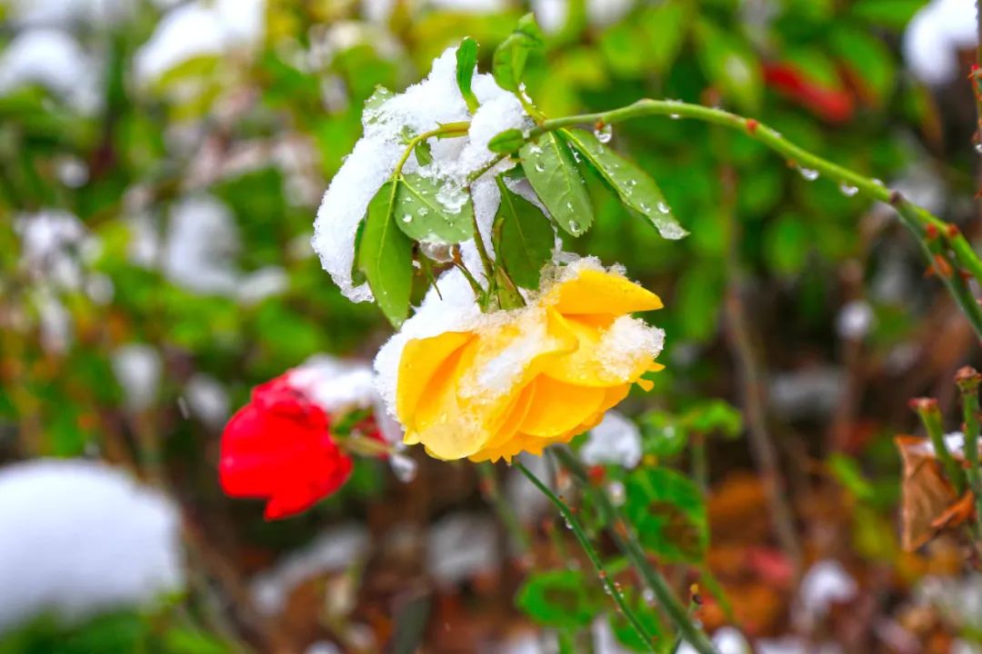 20210126100243774223